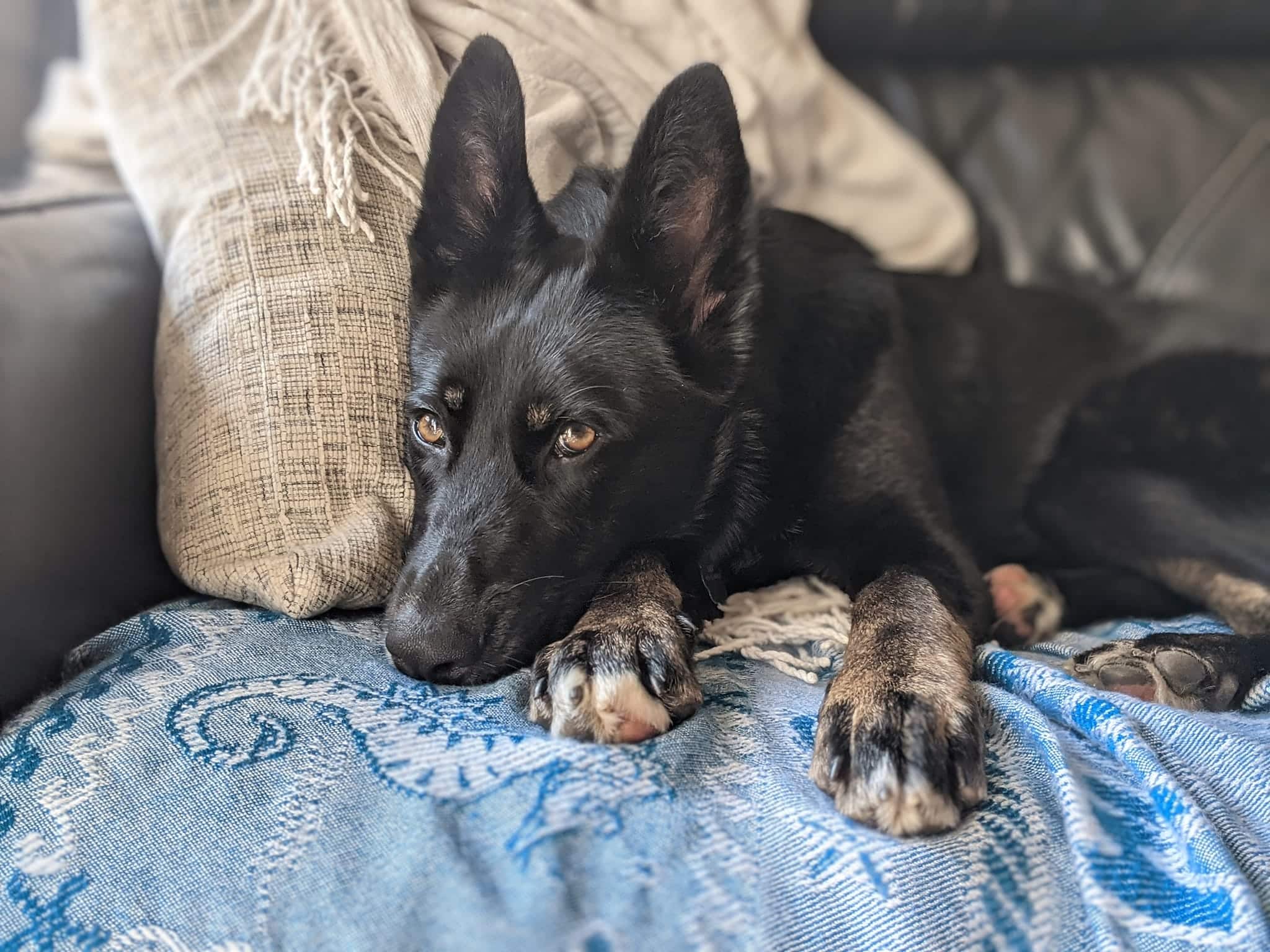 Protected: Krypto – Shelter to Service