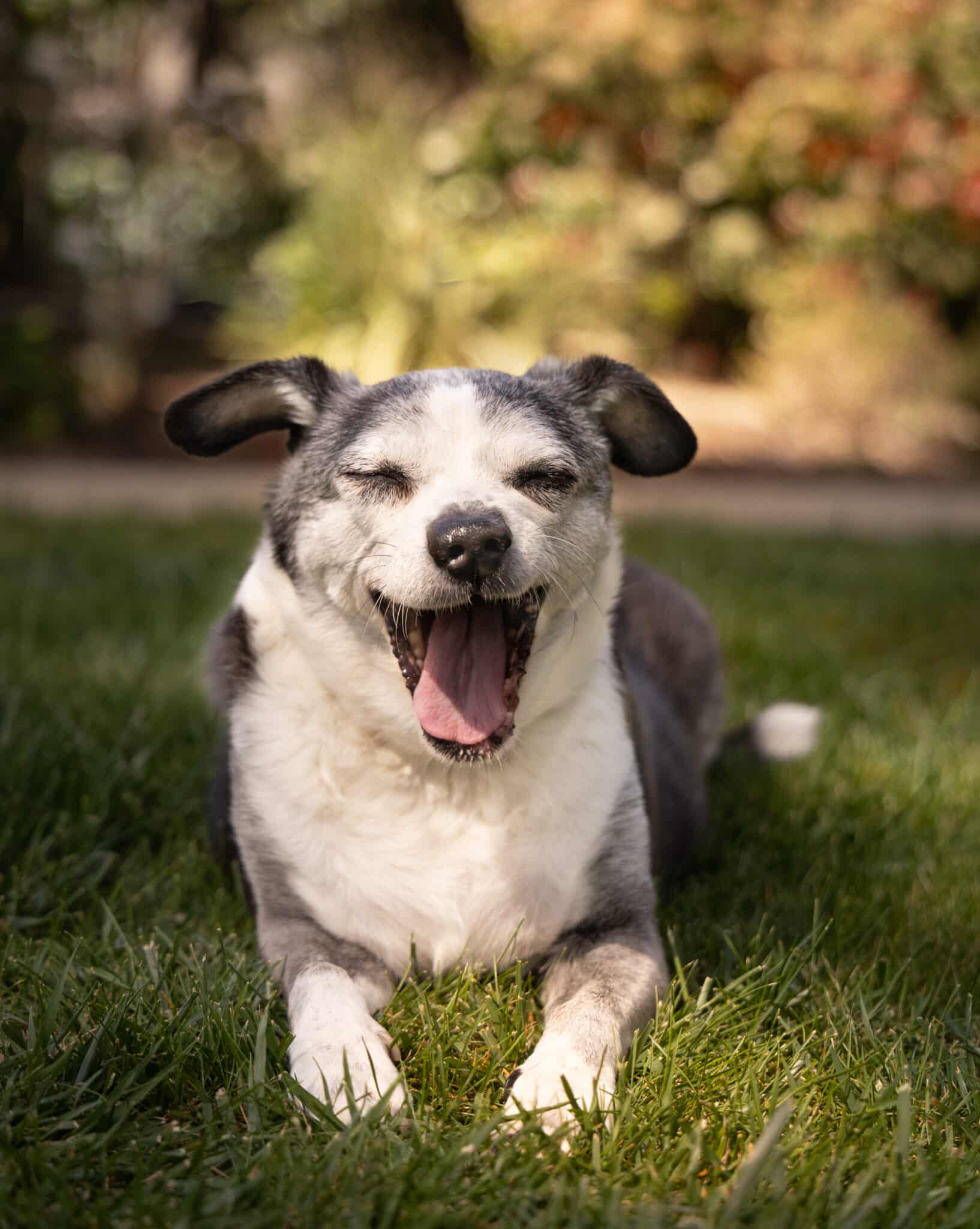 Rescue Dog Turns Rescuer (Diablo Magazine)