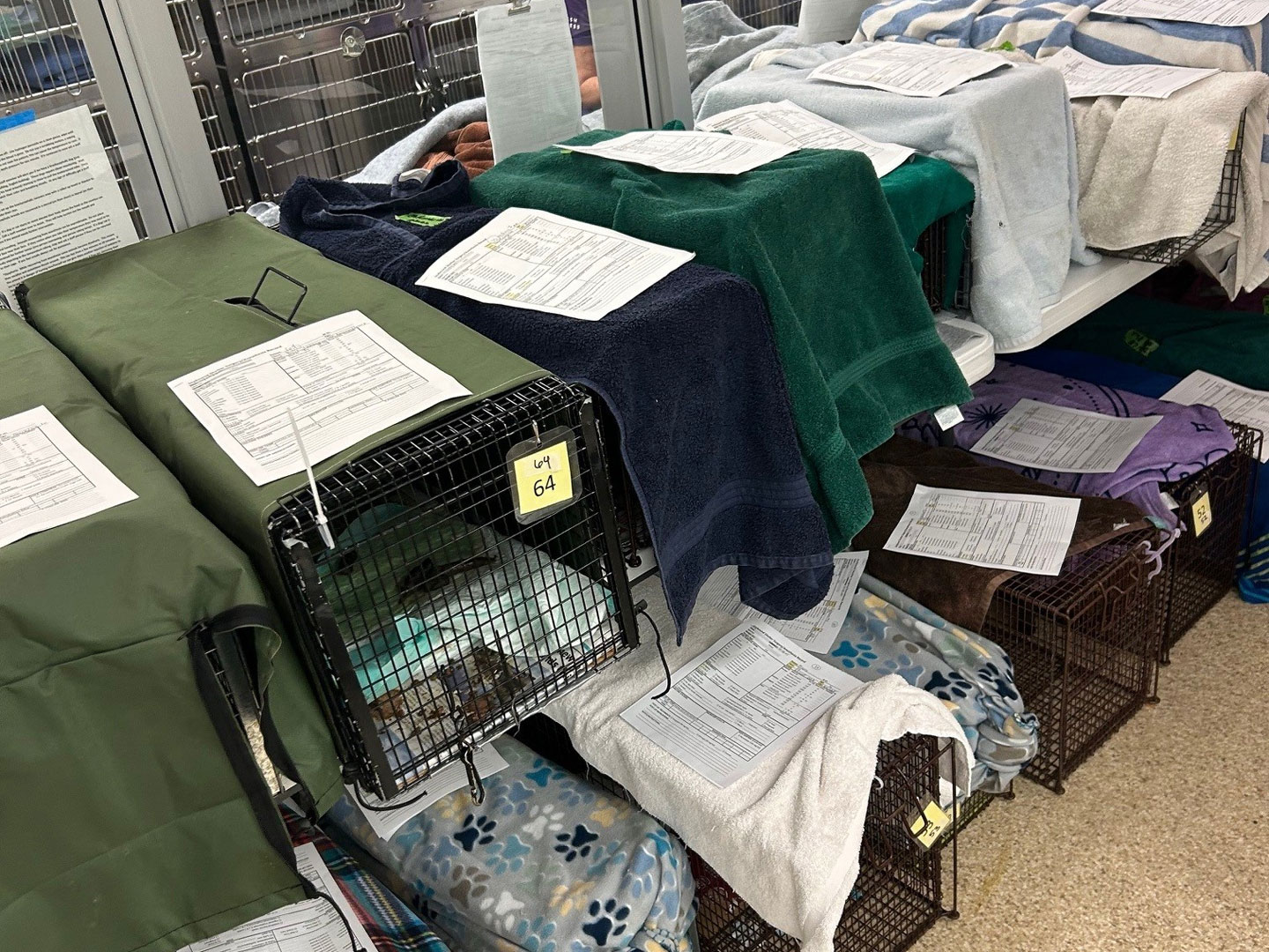 Protected: Community Cat Fix Fest Recap – November 15