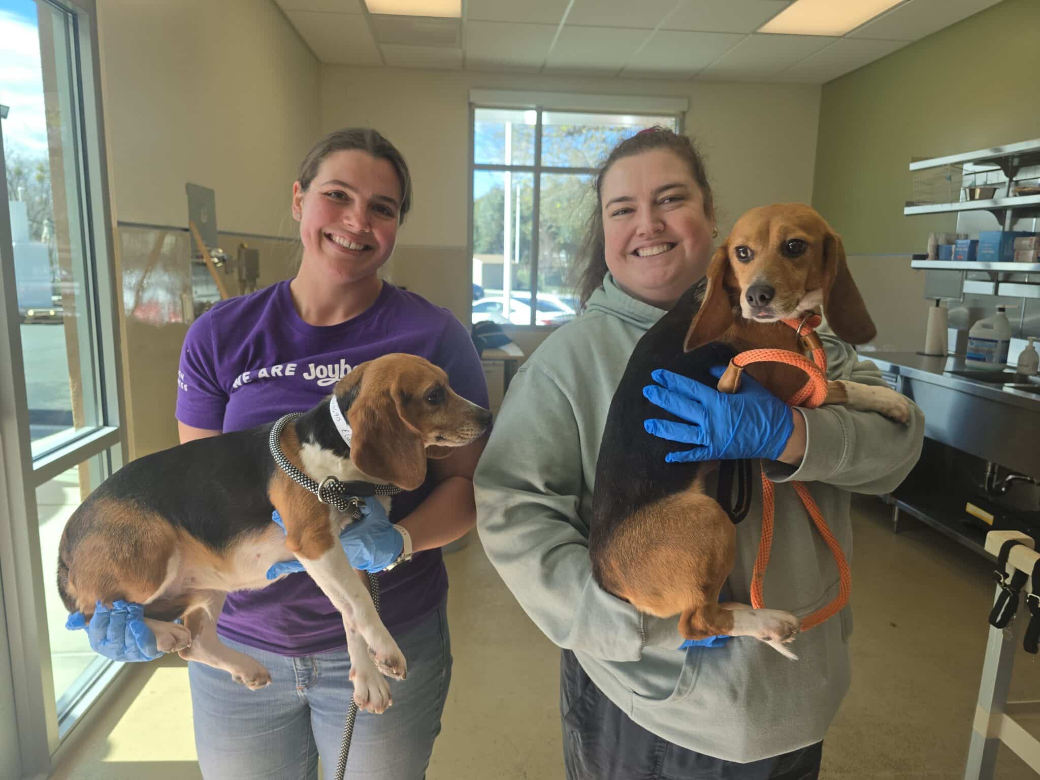 Rescued Research Beagles Readied for Adoption
